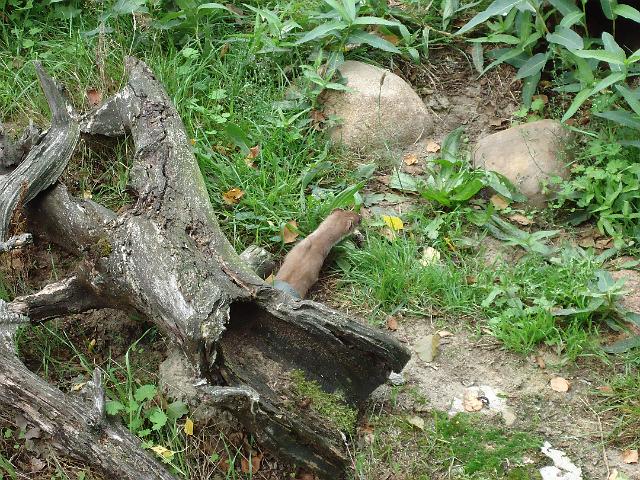 Damenfahrt Otterzentrum 010.jpg